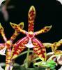 Phal. mannii